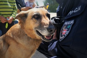 Zbliżenie na pysk psa. Po prawej stronie widać ramię policjanta przewodnika i napis POLICJA na mundurze
