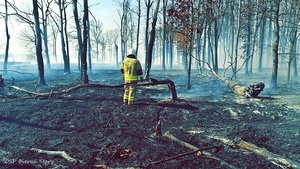 Na zdjęciu widzimy strażaka w czasie gaszenia pożaru traw